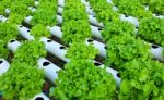 Field Of Fresh And Tasty Salad/lettuce Plantation Stock Photo