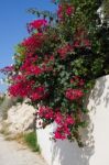 Red Bougainvillea (bougainvillea Glabra) Flowering In Cyprus Stock Photo