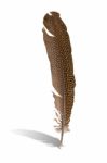 Bird Feather Stock Photo