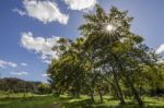 Spring Field With An Acacia Trees Stock Photo
