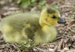 Beautiful Isolated Photo Of A Chick Of Canada Geese Relaxing Stock Photo