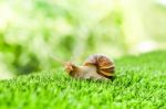 Snail Crawling Stock Photo