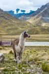 Alpaca In The Tourist Spot Of Sacred Valley On The Road From Cuz Stock Photo