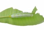 Caterpillar Of  Butterfly On Leaf Stock Photo