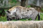 Spotted Hyena Licking Leg Stock Photo