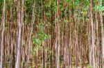 Eucalyptus Trees In Ethiopia Stock Photo