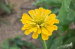 Marigold Flower Field In Rural Garden Stock Photo