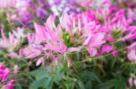Cleome Spinosa Flower Stock Photo