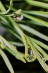 Raindrops On Pine Needles Stock Photo