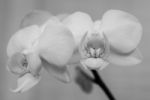 White Orchid Bird Stock Photo