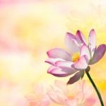 Beautiful Pink Lotus Stock Photo