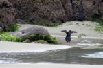 Variable Oystercatcher (haematopus Unicolor) Stock Photo