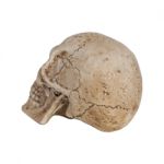 Human Skull Side View Isolate On White Background Stock Photo