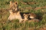 Lioness And Cub Stock Photo