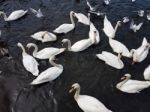 A Group Of Swans Stock Photo