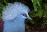 Crowned Pigeon Stock Photo