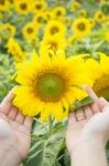 Beautiful Sunflower Plant On Hand Stock Photo
