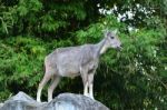 Goral Standing On The Rock Stock Photo