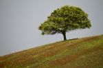 Lonely Tree In Hill Stock Photo
