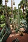 Cactus Garden Stock Photo