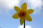 Daffodil Stock Photo