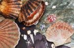Sea Shells On Wet Stones Stock Photo