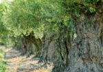 Olive Tree Stock Photo
