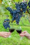 Two Hands Toasting With Red Wine Near Blue Grapes Stock Photo