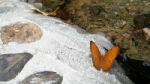 Beautiful Butterfly Crown In Thailand National Park Stock Photo