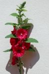 Red Hollyhock (alcea) Flowering Against A Wall In Strasbourg Stock Photo