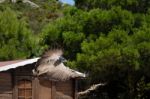 Benalmadena, Andalucia/spain - July 7 : Chilean Blue Eagle At Mo Stock Photo