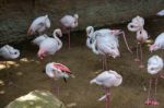 Greater Flamingos (phoenicopterus Roseus) At The Bioparc Fuengir Stock Photo