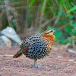 Male Mountain Bamboo Partridge Stock Photo