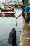 Tourist Feeding Fur Seal Fisheries Waste Stock Photo