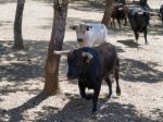 Ronda, Andalucia/spain - May 8 : Bulls Running At A Farm Near Ro Stock Photo