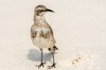 Galapagos Hood Mockingbirds Stock Photo