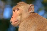 Face Of A Monkey Stock Photo