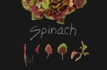 Spinach Red Fresh Vegetable Organic Blackboard Stock Photo