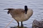 Beautiful Isolated Photo Of A Cute Canada Goose On The Shore Stock Photo