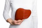 Woman Holding Human Liver Model At White Body Stock Photo