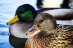 Pair Of Male And Female Mallard Wild Ducks Stock Photo