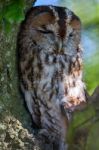 Tawny Owl (strix Aluco) Stock Photo