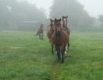 Horses Coming Out Of The Mist Stock Photo