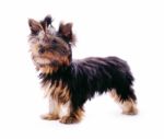 Yorkshire Terrier Stock Photo