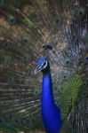 Close Up Face Of Wild Peacock Stock Photo