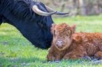 Newborn Scottish Highlander Calf With Mother Cow Stock Photo