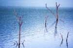 Landscape Of Dead Tree In The Lake Stock Photo