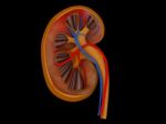 Human Kidney Medical Diagram With A Cross Section Of The Inner O Stock Photo