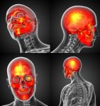 3d Rendering Medical Illustration Of The Human Skull Stock Photo