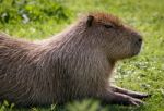 Capybara (hydrochoerus Hydrochaeris) Stock Photo